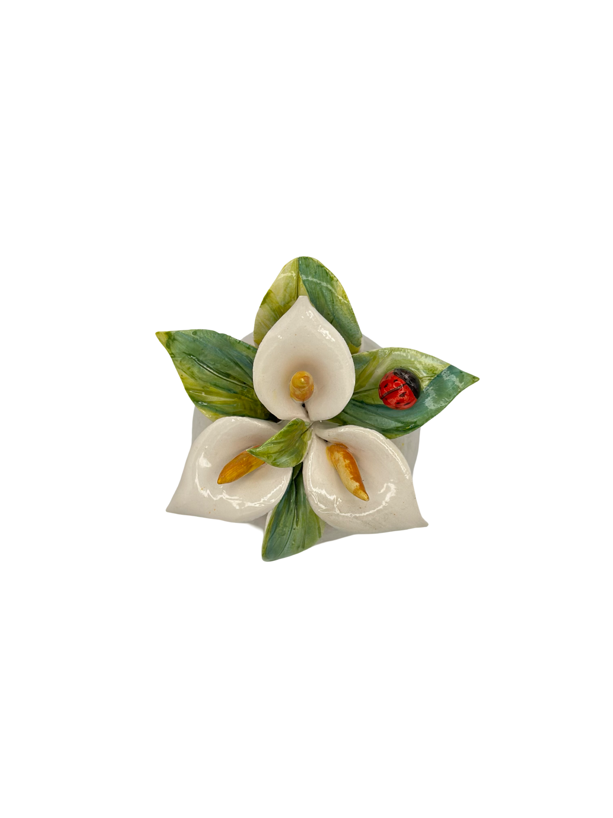 Calla d’Avorio